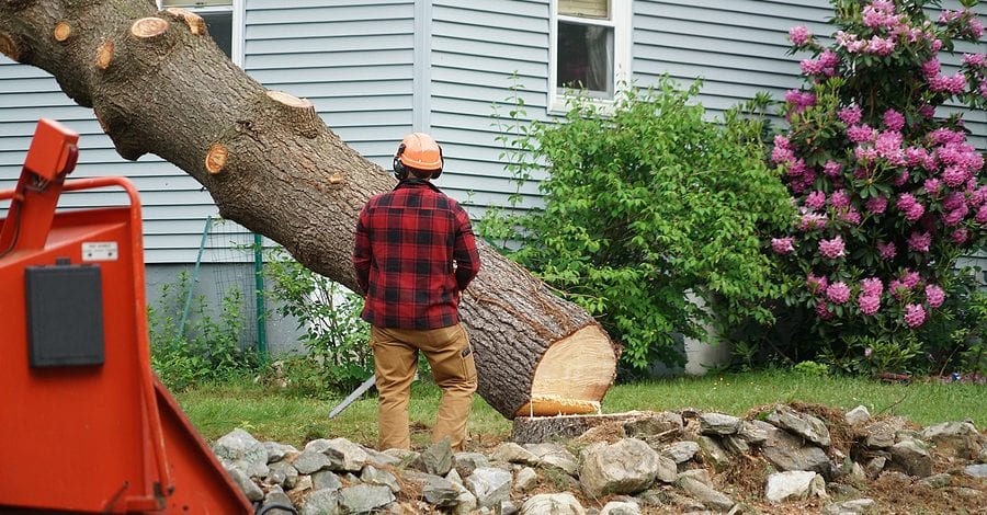 BigStock-Tree-Removal-900x470